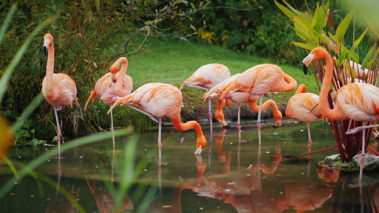 한쪽 다리에 미국 플라밍고