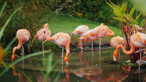 flamencos americanos en una pierna