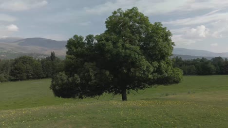 panoramic view around a giant tree in the middle of a yellow flowered field, with mountains on the horizon