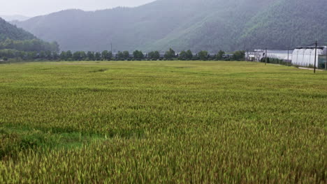 Toma-Aérea-Volando-Sobre-Campos-De-Arroz-En-Moganshan,-China