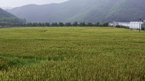 disparo aéreo volando sobre los campos de arroz en moganshan, china