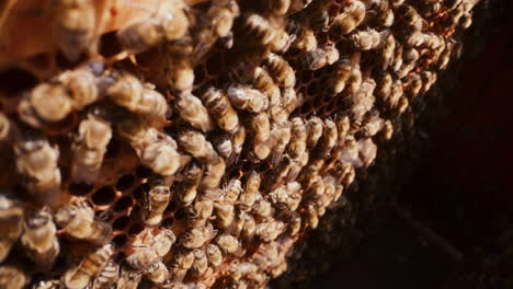 bees work on the honeycomb while producing honey