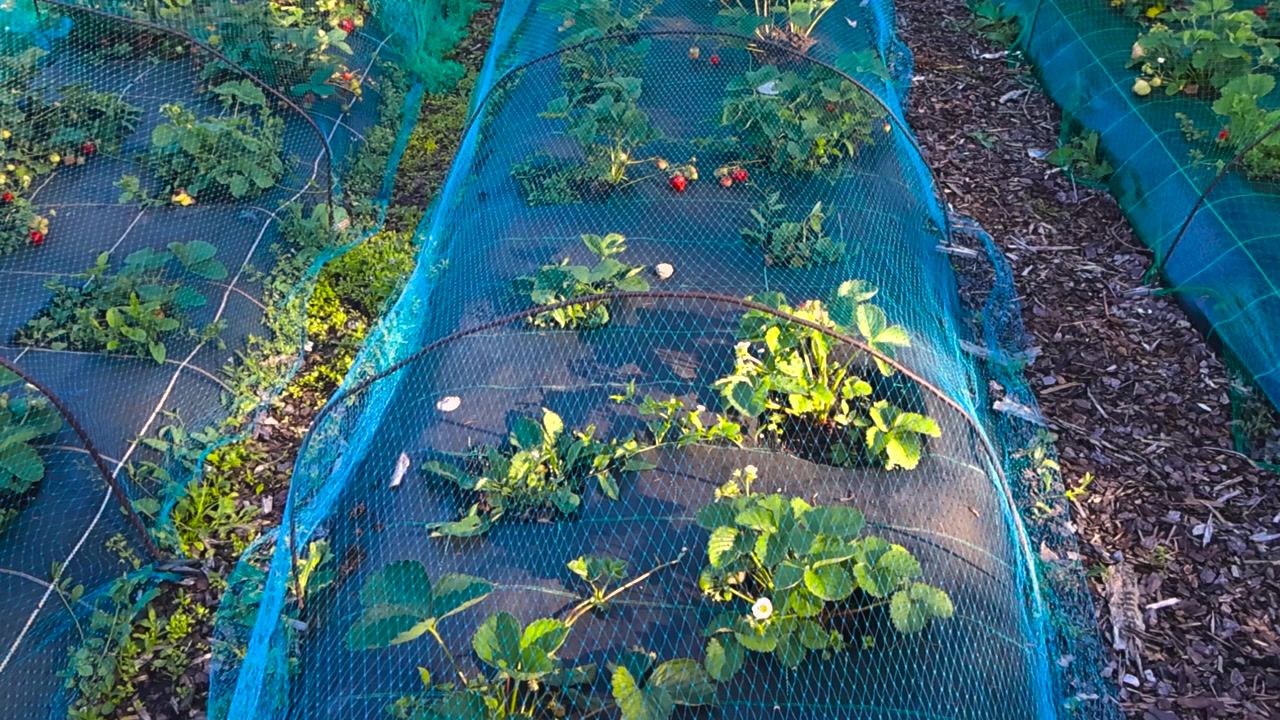 Fresas orgánicas madurando en la planta bajo una red protectora azul en un bancal soleado, un método agrícola utilizado para proteger las dulces bayas rojas de pájaros y plagas