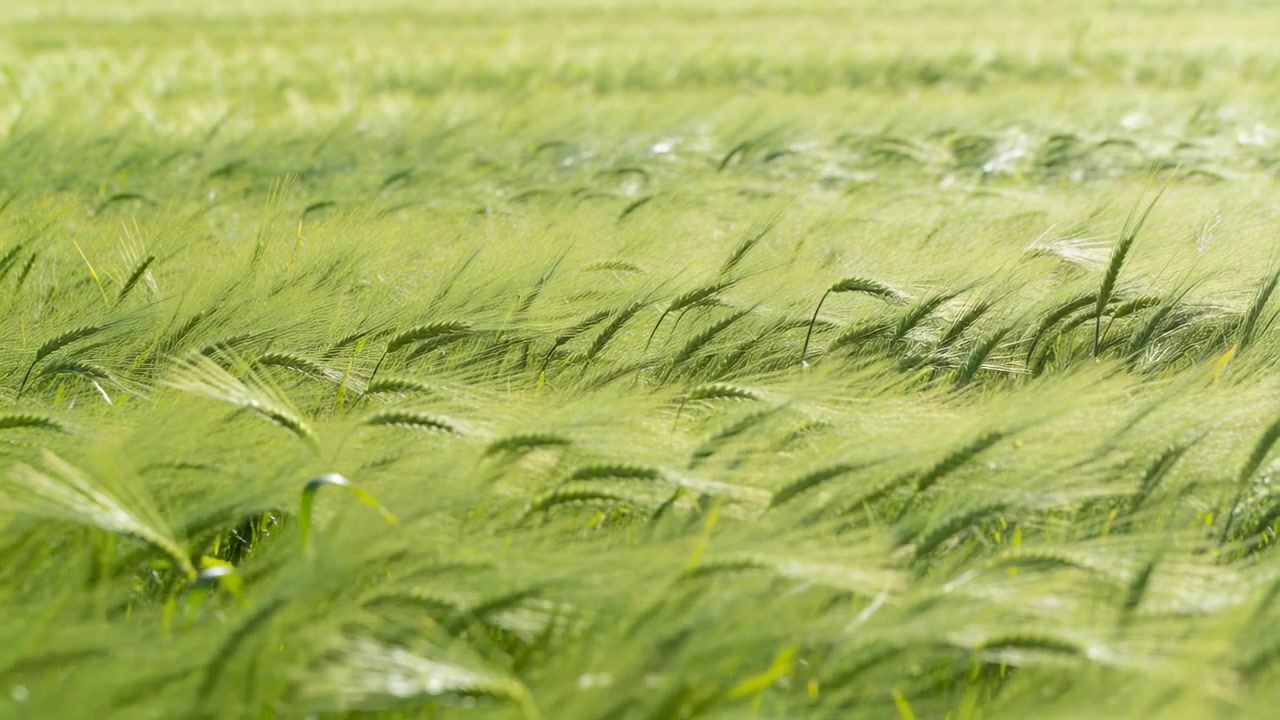 Spighe d'orzo verdi con lunghe ariste che ondeggiano e si muovono verso la telecamera in un campo aperto, mosse dal vento