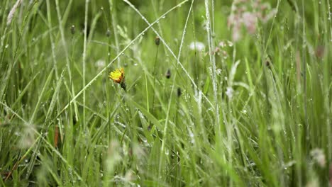 Makroaufnahme-Von-Tau-Im-Gras-An-Einem-Bewölkten-Morgen