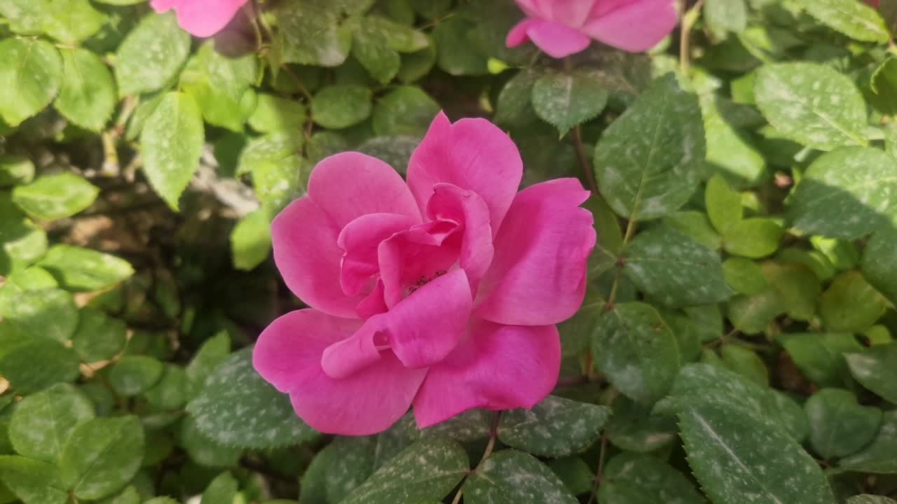 Rosa rosa con hojas verdes afectada por el hongo oídio, una enfermedad común de las plantas