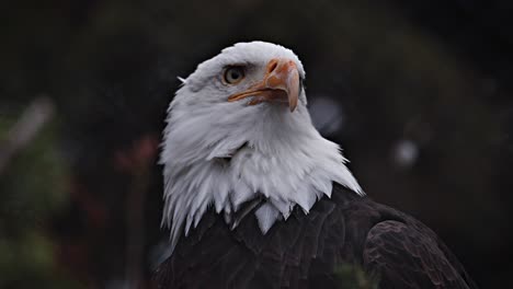 close-up of a majestic bald eagle