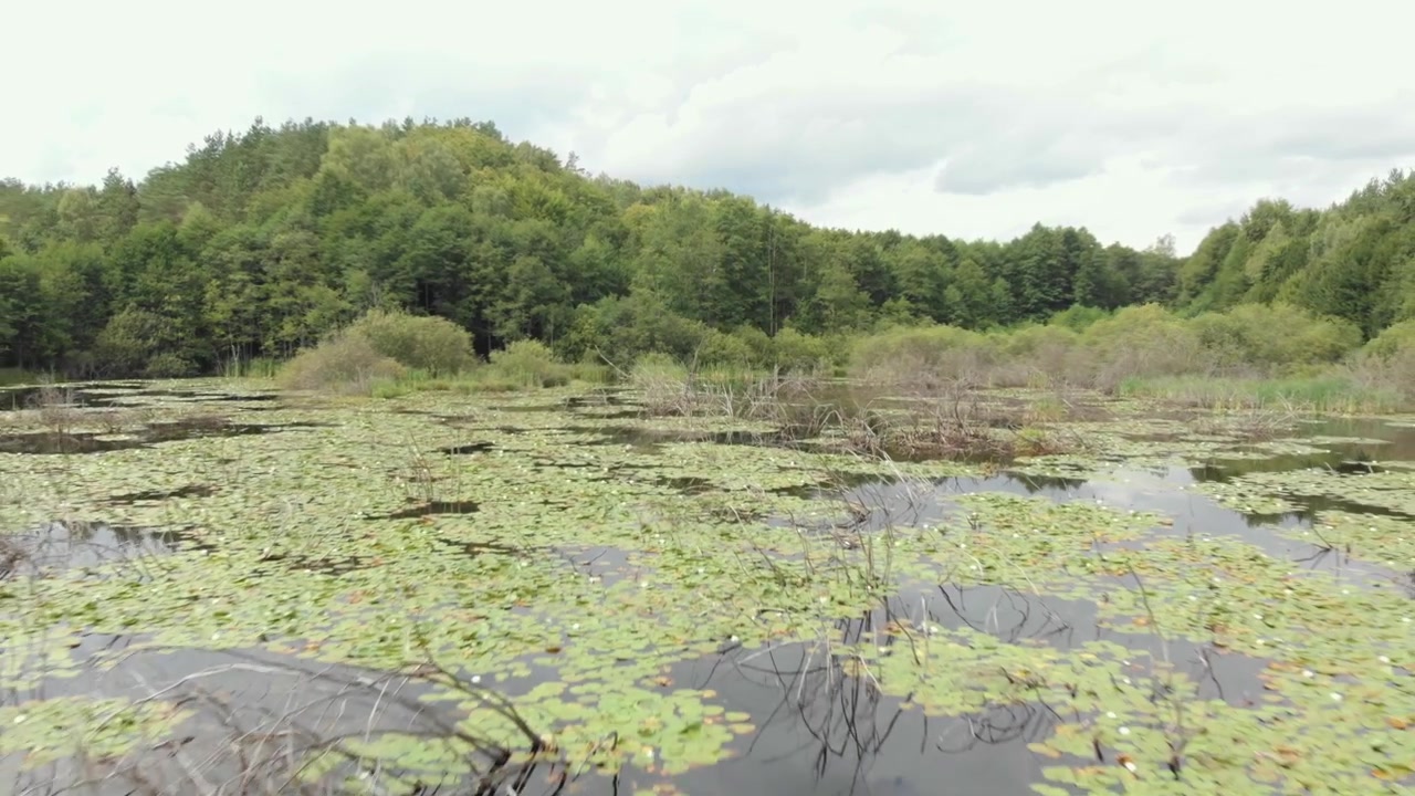 Ampia carrellata attraverso un tranquillo lago paludoso della Casciubia con ninfee, canne, rami secchi e verdi colline boscose sotto un cielo estivo nuvoloso nella Polonia settentrionale.