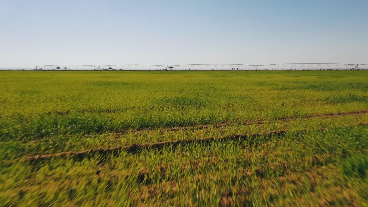 Top view of the wheat fields at Sharjah Wheat Farms in the United Arab Emirate