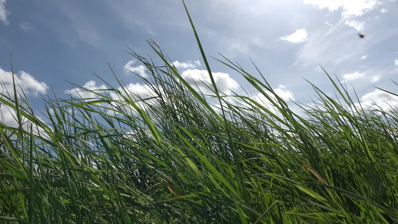 독일 해변의 건조한 풀은 파란 하늘과 약간의 구름을 대비하여 바람에 움직입니다.