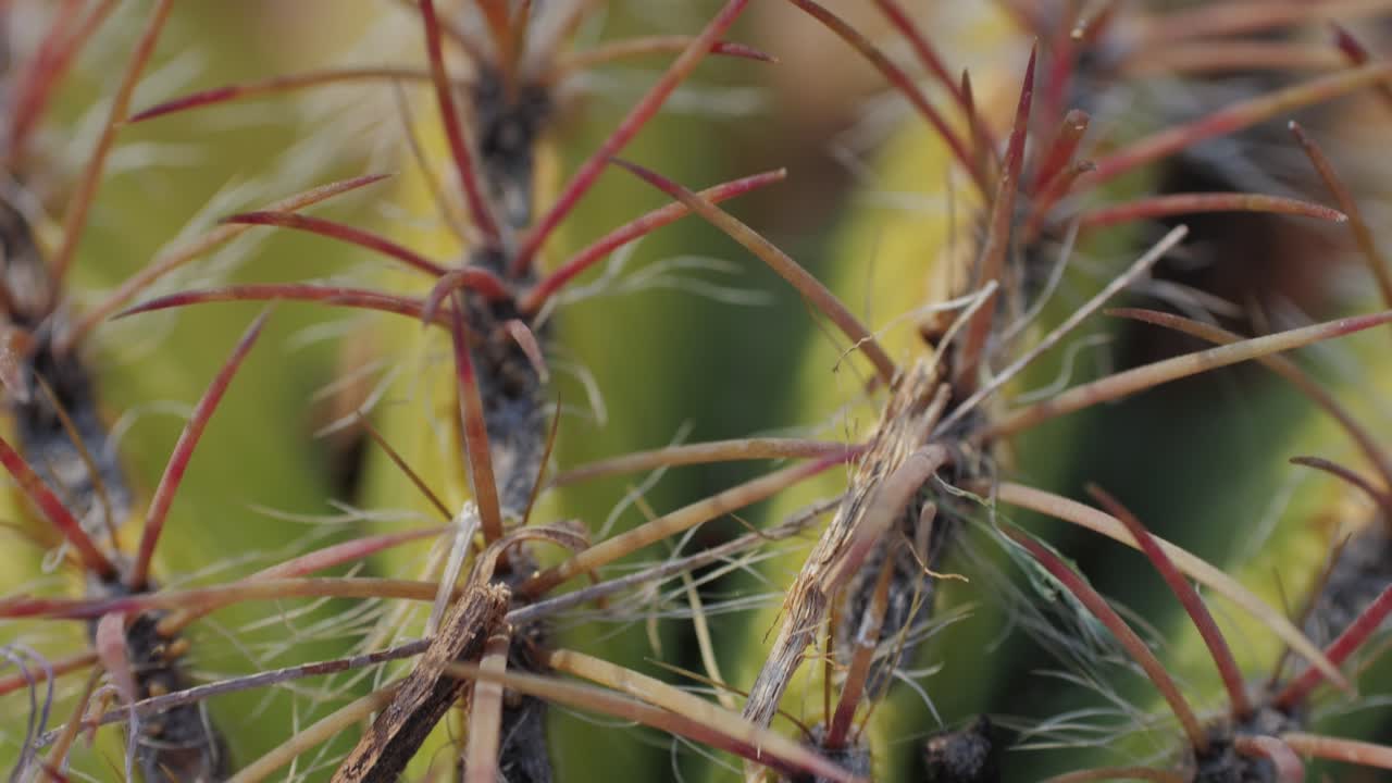 Close up green cactus with yellow spines within a desert environment, city park in Barcelona, Montjuic. African background