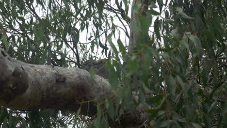 Pair-Of-Tawny-Frogmouth-Birds-Snuggling-Together-In-A-Gum-Tree,-PAN-LEFT