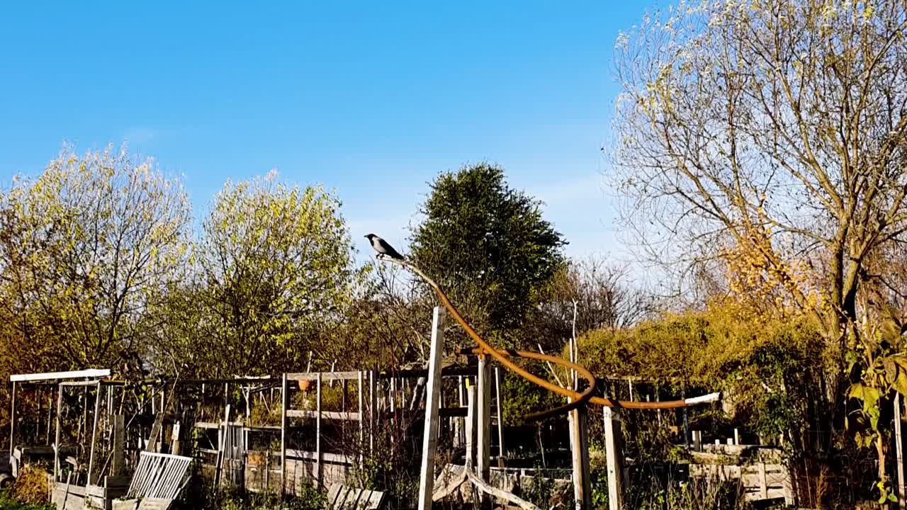 Crow flying Tempelhof Flughafen Berlin Germany HD 08 5 sec.mp4