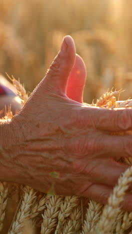 a hand in a wheat field at sunset