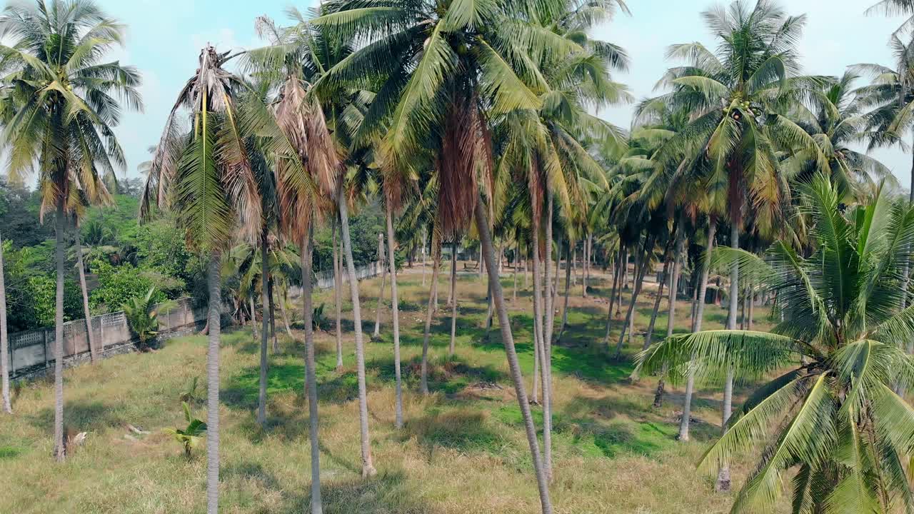 palmeras de forma interesante con hojas hinchadas crecen en el jardín
