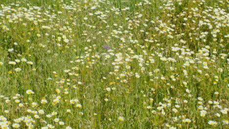 Una-Toma-Ampliada-De-Un-Campo-De-Margaritas-En-Plena-Floración,-Capturando-El-Verano-En-Todo-Su-Esplendor-Vibrante