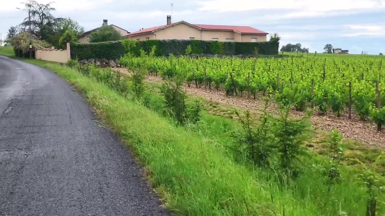 ゆっくりとしたパンショットが、田舎のアスファルト道路の脇にあるブドウの木の列を映し出す。
