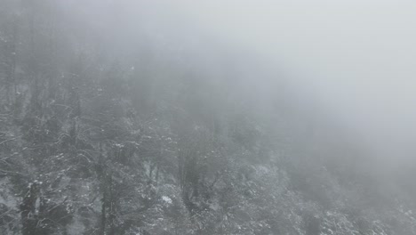 forest covered foggy