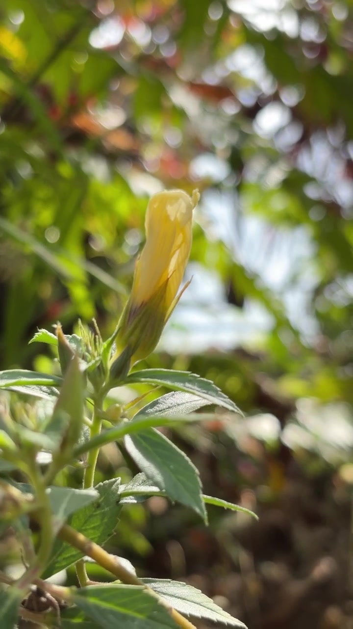 Close-up of a Yellow Flower Bud in a Garden