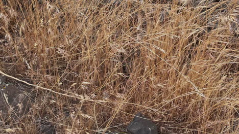 Snake-tail-disappears-into-tall-golden-grass