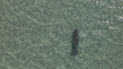 vertical aerial view of manatee swimming alone in shallow green water