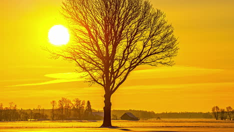 picturesque of silhouetted trees against warm sunset sky