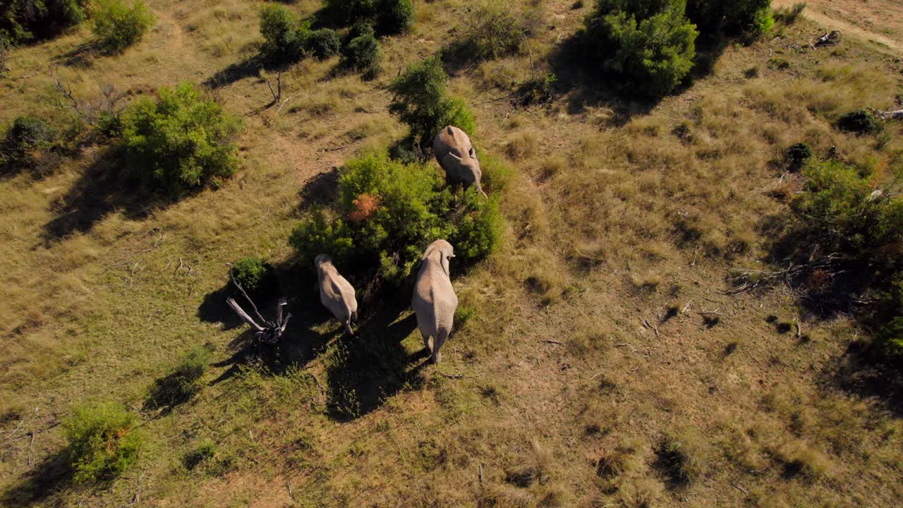 vista estática aérea de tres elefantes africanos comiendo de un árbol al atardecer en la sabana