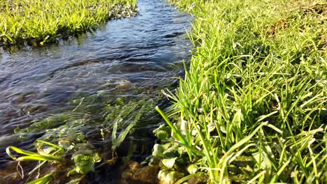 agua dulce que fluye con plantas verdes y musgos en el interior