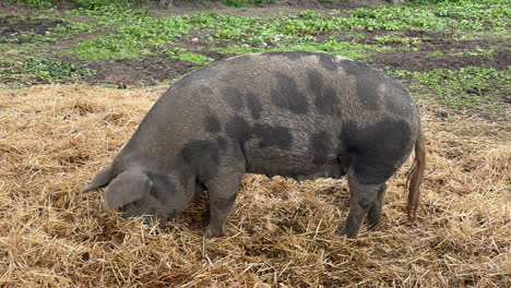 big pig eating hay in the field