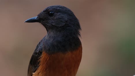 mirando hacia la izquierda mientras la cámara hace zoom, shama copsychus malabaricus, tailandia