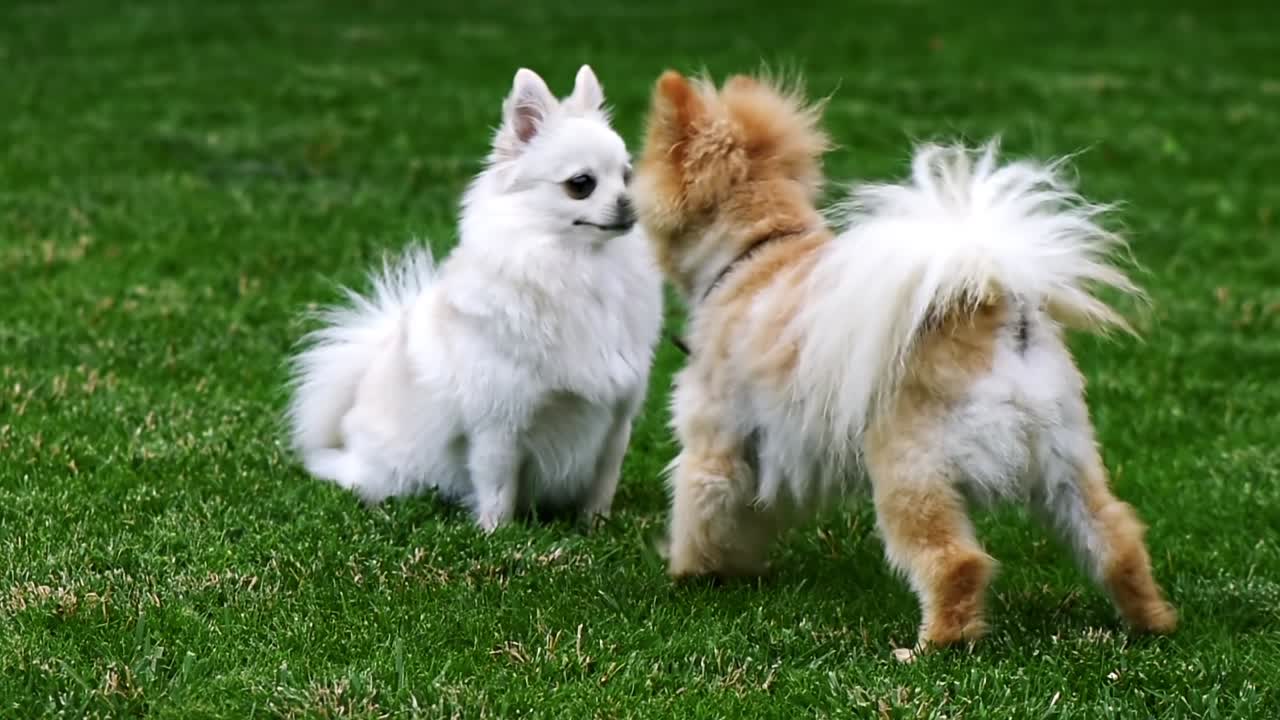 Two small pomeranian spitzes playing on the grass at home. Slow motion