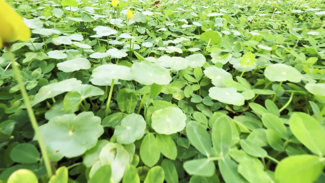 Close-up of Green Clover Leaves and Small Yellow Flowers in a Garden