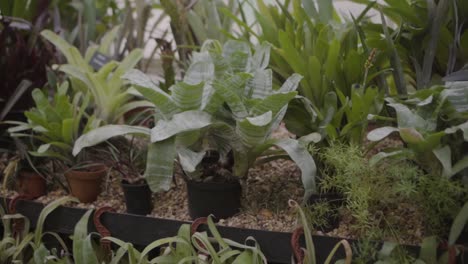 green tropical plants and foliage in a greenhouse