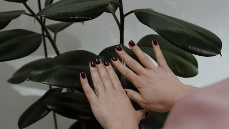 woman's hands with maroon nails near a rubber plant