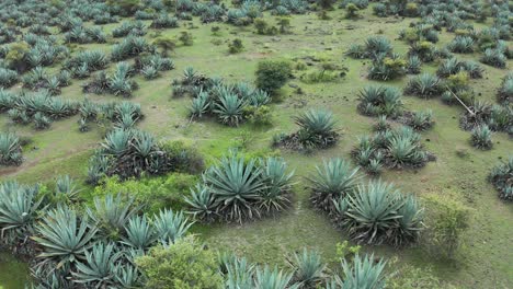 aerial flyover, blue agave plants in saswad mountains, india