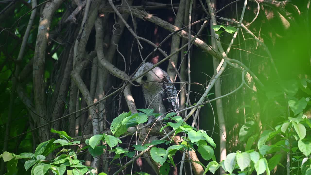 왼쪽을 향하여 아래를 내려다 보면서 반점 수리부엉이, 선종 nipalensis, 청소년, kaeng krachan 국립 공원, 태국