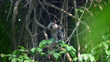 Blick-Nach-Unten-Mit-Blick-Auf-Die-Linke-Seite,-Fleckenbauch-Uhu,-Bubo-Nipalensis,-Juvenile,-Kaeng-Krachan-Nationalpark,-Thailand