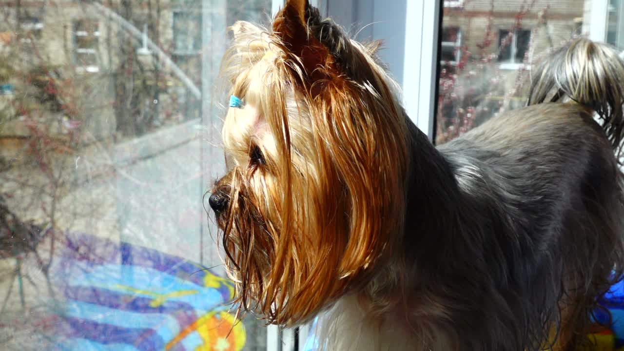 Yorkshire terrier sullo sfondo di una finestra