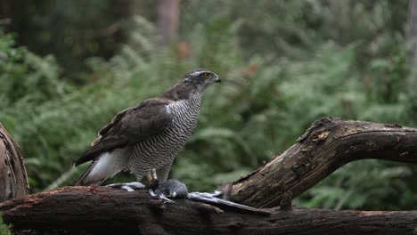 medium cinematic shot of northern goshawk eating a smaller bird on a branch in a forest