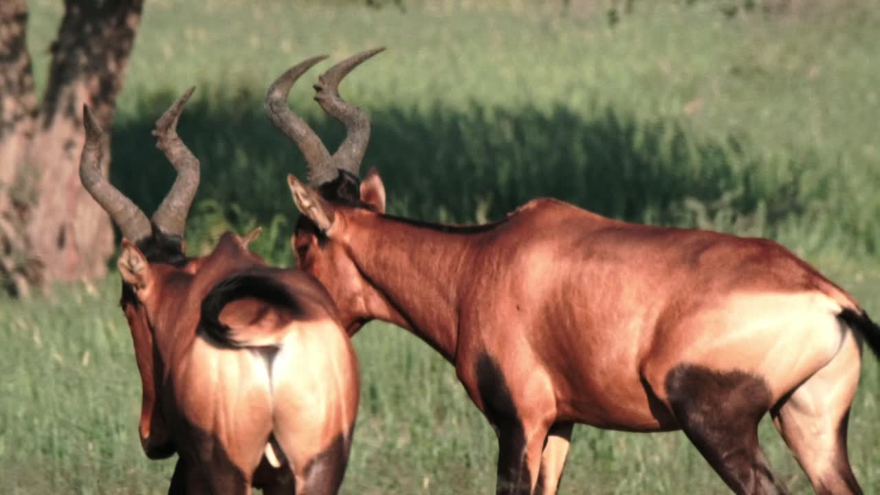 a red hartebeest walking through lush green grass