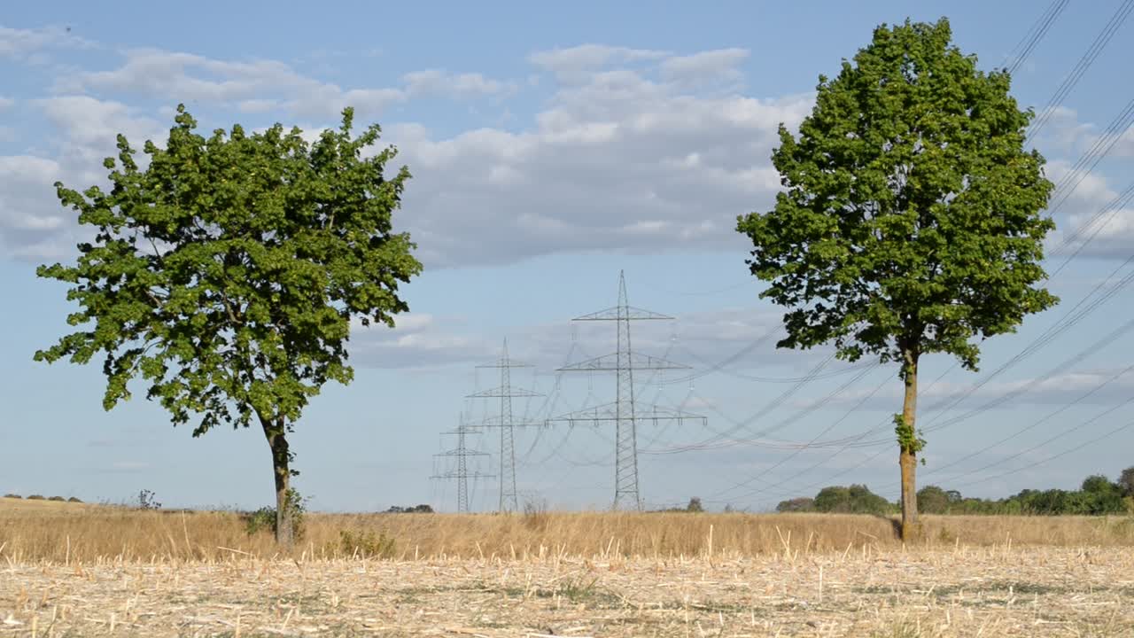 escena rural pacífica con dos árboles caducos que enmarcan postes de energía distantes detrás de un campo de grano marrón seco