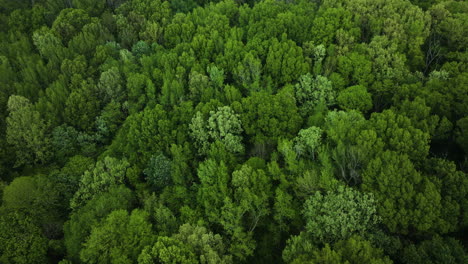 Exuberante-Vegetación-En-El-Parque-Estatal-Big-Cypress-Tree,-Tennessee,-Mostrando-Un-Denso-Dosel-Forestal,-Vista-Aérea