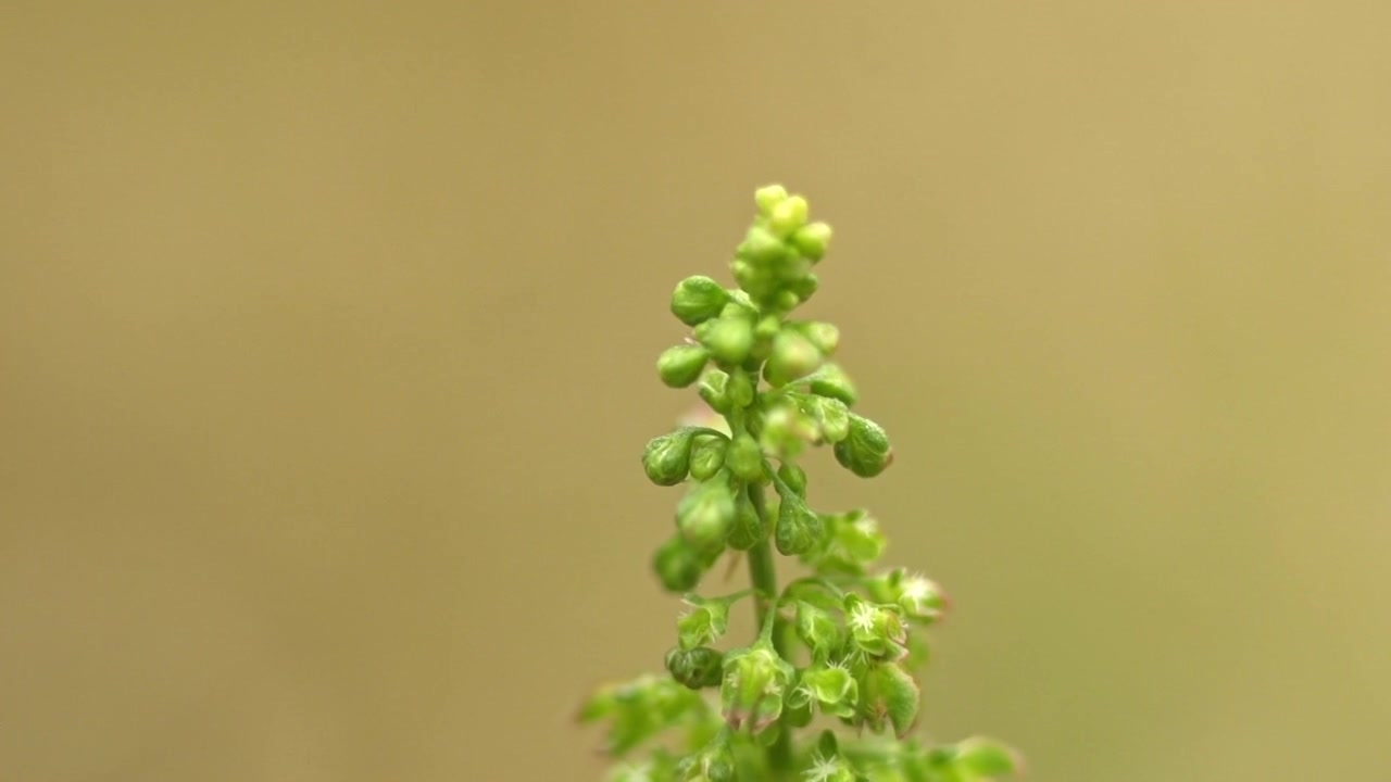 Ripresa ravvicinata 4K di un fiore verde che ondeggia al vento in natura nel Dorset, Inghilterra. Il video presenta una splendida illuminazione naturale, un'ottima qualità estetica visiva e uno sfondo sfocato.
