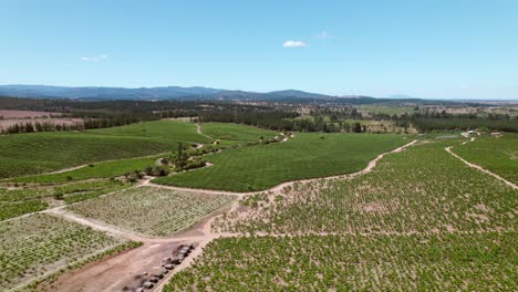 aerial rotating shot of the multiple vineyards in the maule valley in chile