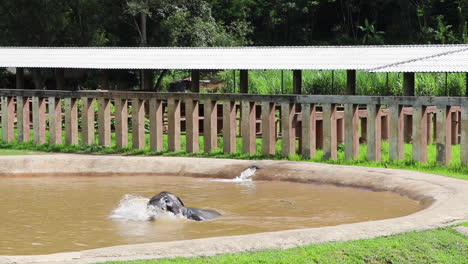 Elefant,-Der-Sich-In-Einem-Pool-Vergnügt-Und-Im-Wasser-Herumrollt