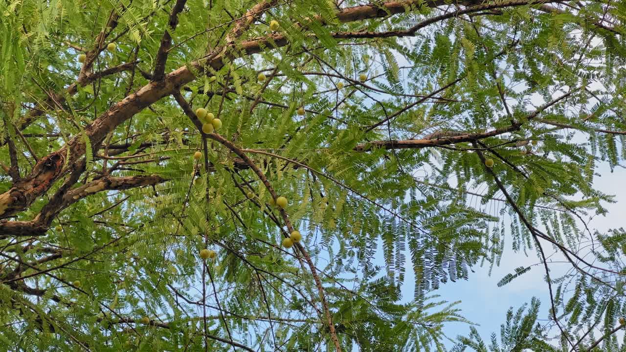 A calm static shot showing fresh Amla (Indian gooseberry) fruits growing on tree branches with lush green feathery leaves swaying gently against the blue sky