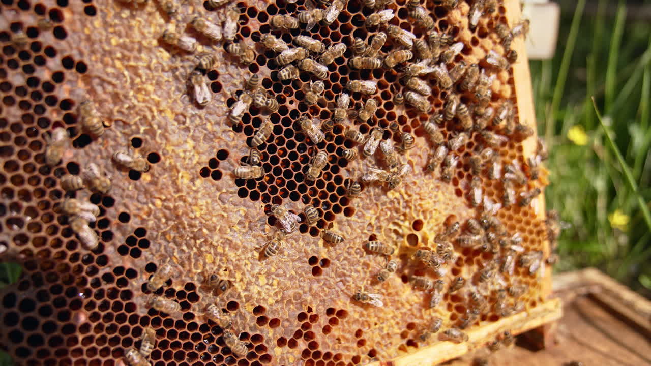 Honey bees walk over the frame with sealed cells. Industrious bees closing the fresh honey. Close up.