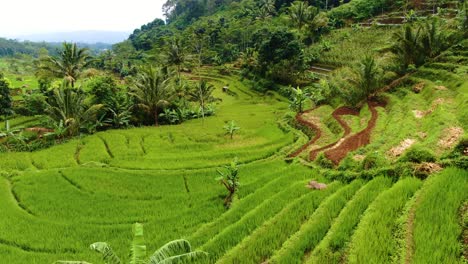 idyllic landscape of javanese rice terraces in selogriyo, indonesia, aerial