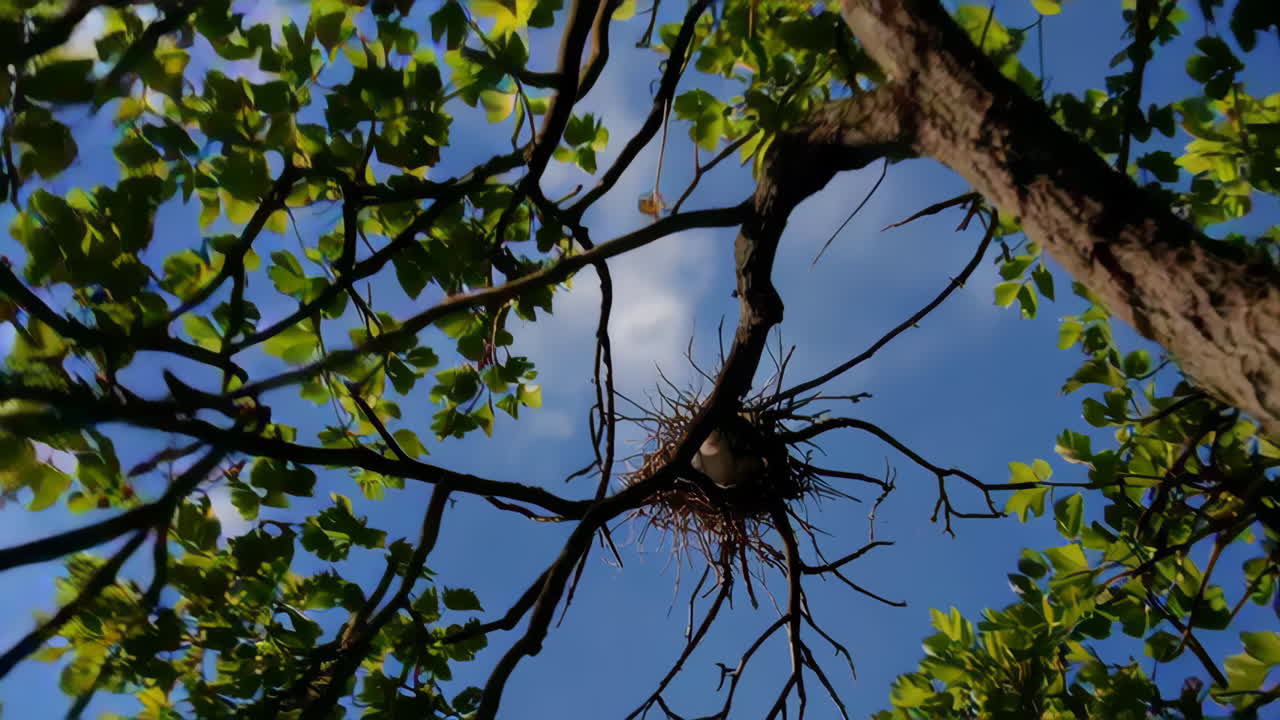 Tree Branches and a Bird's Nest Against a Blue Sky