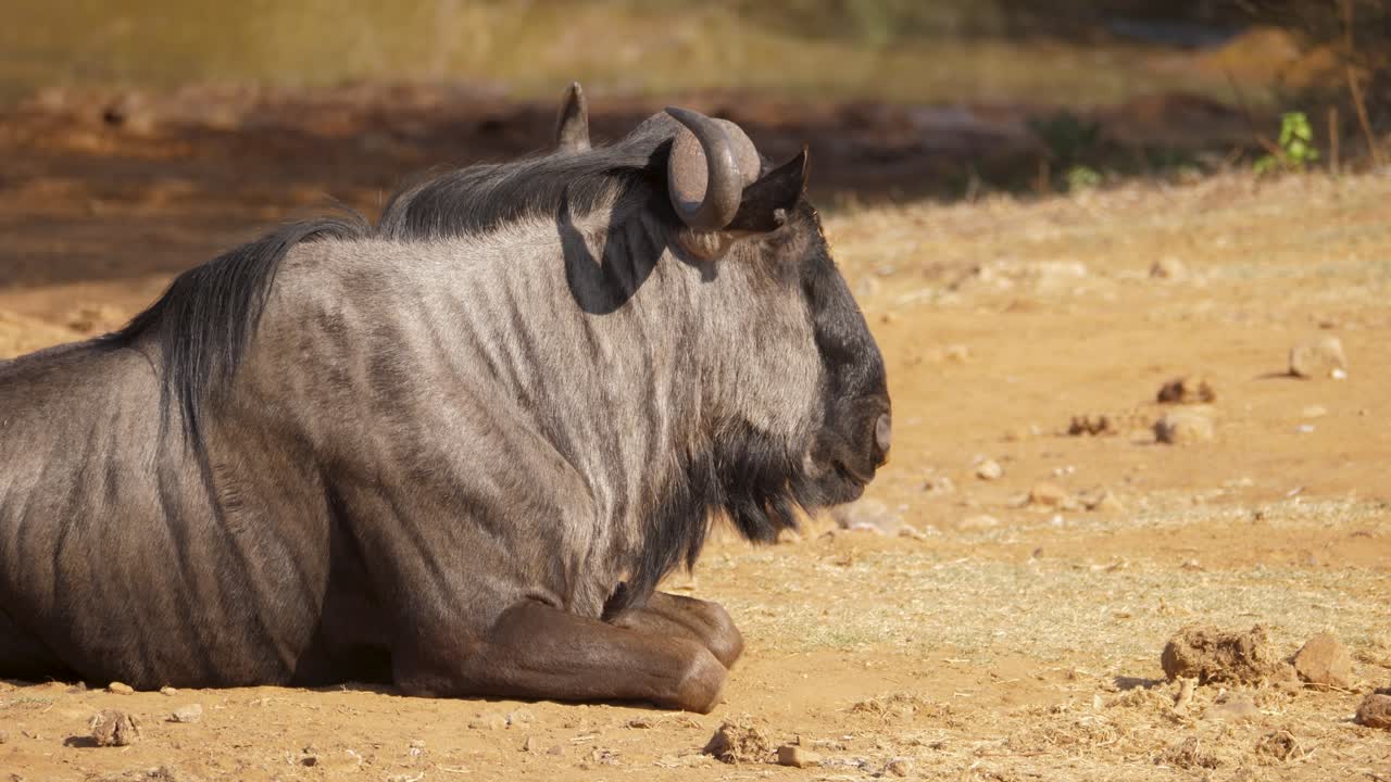 Lonely blue wildebeest lies in sand, ruminating tough savannah vegetation, close up